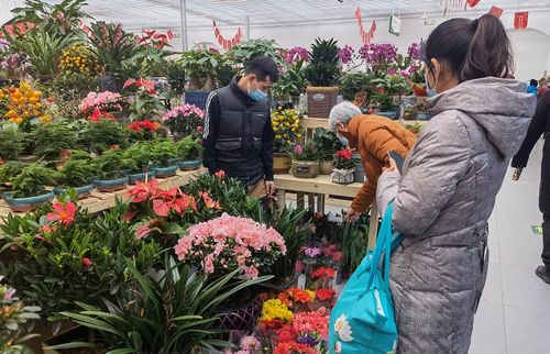 添春色迎福气 线上线下花市热