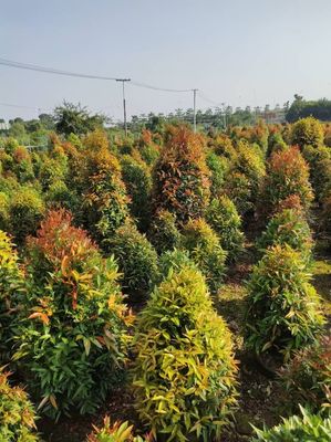 海南地区苗圃的园林绿化苗木移植技术-海南冠平苗圃