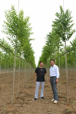 甘肃省园林商会赴河北山东苗圃考察第四站---走进邯郸七彩园林、奥孚苗木学习标准化种植